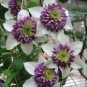 White Purple Clematis 25 Seeds Large Bloom Climbing Perennial Fresh Garden