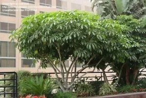 Variegated Umbrella Tree 7 Seeds Schefflera Arboricola Trinette 7 To 10" Tall Fresh Garden