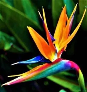 Bird Of Paradise 10 Seeds Strelitzia Reginae Gorgeous Colorful Flower Plant Fresh Garden