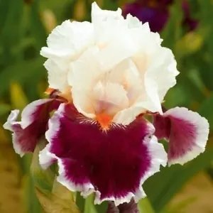 25 Heirloom Iris Seeds Fragrant Flower Plant Fresh Garden