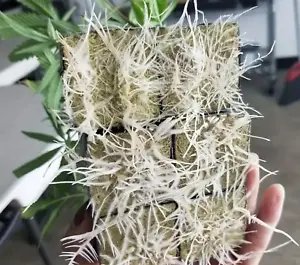 Micacorn Rock Wool Cubes, 28 Pcs Rockwool Starter Plugs, Hydroponic Growing Soilless Cultivation Compress Base Stonewool Grow Cubes Starter Sheets For Plants Starting Root Cuttings Plant Growth