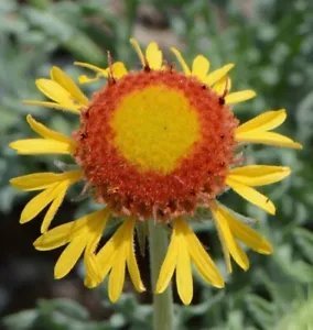 Blanketflower Red Dome Gaillardia Native Wildflower Non Gmo 300 Seeds Fresh Garden