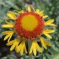 Blanketflower Red Dome Gaillardia Native Wildflower Non Gmo 300 Seeds Fresh Garden