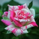 10 Bright Pink Spotted Rose Seeds Flower Bush Perennial Shrub Fresh Garden