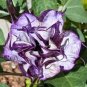 Angel Trumpet Double Purple Datura Metel 'Fastuosa' Flower Seed 25 Fresh Garden