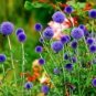 50 Globe Gilia Flower Seeds Blue Thimble 'Gilia Capitata' Blooms All Year Long Fresh Garden
