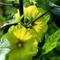 Yellow Hollyhock Alcea Rosea Flower 50 + Pure Seeds Perennial Fresh Garden