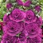 Violet Giant Danish Double Hollyhock Flower 50+ Pure Seeds Perennial Fresh Garden