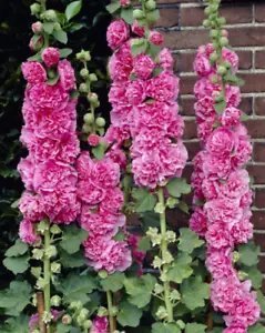 Pure 50+Seeds Chaters Bright Pink Hollyhock Flower Fresh Garden