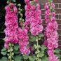 Pure 50+Seeds Chaters Bright Pink Hollyhock Flower Fresh Garden