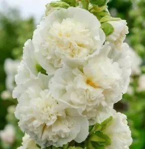 Hollyhock Chater'S Double White Peony Biennial Non Gmo 50 Pure Seeds Fresh Garden