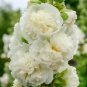 Hollyhock Chater'S Double White Peony Biennial Non Gmo 50 Pure Seeds Fresh Garden