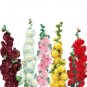 Hollyhock 15 + Pure Seeds Mixed Color Fresh Garden