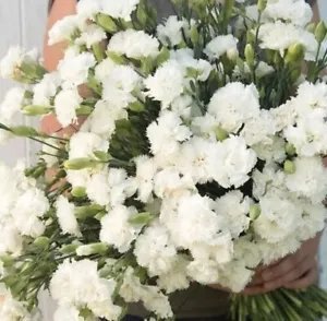 Carnation Jeanne Dionis 50+ Pure Seed Fresh Garden