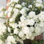 Carnation Jeanne Dionis 50+ Pure Seed Fresh Garden
