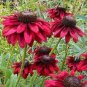 Cherry Brandy Coneflower 50 Pure Seeds Echinacea Perennial Flower Flowers Fresh Garden