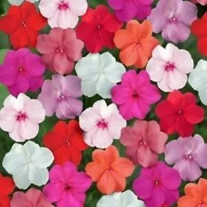 Impatiens Super Mixed Flower Seeds Impatiens 100 + Pure Seeds Fresh Garden