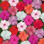 Impatiens Super Mixed Flower Seeds Impatiens 100 + Pure Seeds Fresh Garden