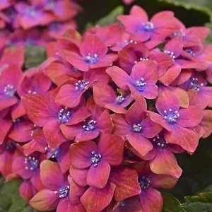 Pink Blue Hydrangea Seeds Perennial Hardy Flower 50 Pure Seed Flowers Fresh Garden