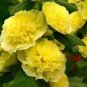 50 Pure Seeds Double Yellow Hollyhock Flower Fresh Garden