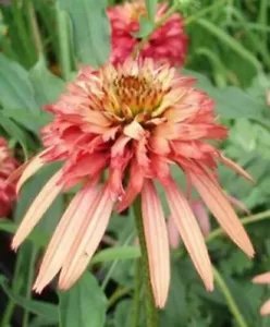 Double Salmon Coneflower 40 Pure Seeds Flower Perennial Flowers Fresh Garden