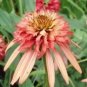 Double Salmon Coneflower 40 Pure Seeds Flower Perennial Flowers Fresh Garden