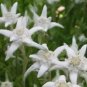 Leontopodium Alpinum Seeds Edelweiss 500 Pure Seeds Fresh Garden