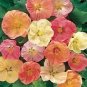 Flowering Maple 25 Pure Seeds Abutilon Fresh Garden