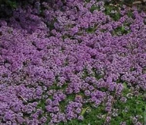 Creeping Thyme Purple Ground Cover Perennial Non Gmo 1000 Seeds 6 Fresh