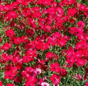 Scarlet Flax Seeds Non Gmo Heirloom 100 Seeds Fresh Garden