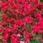 Scarlet Flax Seeds Non Gmo Heirloom 100 Seeds Fresh Garden