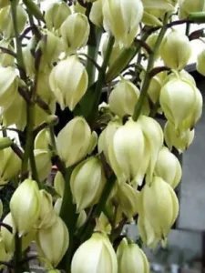 100 Yucca Glauca Soapweed White & Pink Flower Ornamental Seeds Fast Fresh Garden