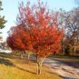 25 Crepe Myrtle Crape Tree Pink In The Summer & Orange In The Fall Seeds Fresh Garden