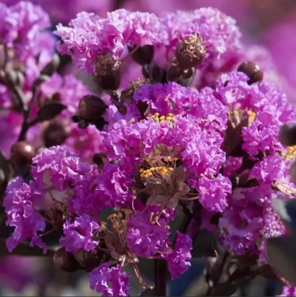 50 Purple Crepe Myrtle Crape Tree Seeds Every Seed Comes From Our Own Trees Fresh Garden
