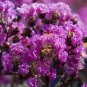 50 Purple Crepe Myrtle Crape Tree Seeds Every Seed Comes From Our Own Trees Fresh Garden