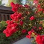 35 Red Crepe Myrtle Crape Tree Seeds Every Seed Comes From Our Own Trees Fresh Garden
