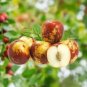 Sweet Crunchy Round Jujube Chinese Date 12 Authentic Seeds Fresh Garden