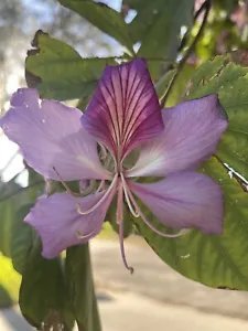 Authentic Orchid Tree (Bauhinia Purpurea) 10 Seeds Fresh Garden