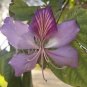 Authentic Orchid Tree (Bauhinia Purpurea) 10 Seeds Fresh Garden