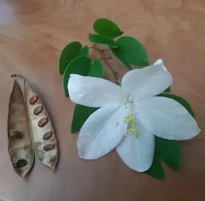 White Bauhinia Acuminate Dwarf Snowy Orchid Tree 10 Authentic Seeds Fresh Garden
