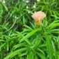 Cascabela Thevetia Peruviana Peach Orange Oleander 4 Seeds Fresh Garden