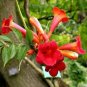 Red Hummingbird Trumpet Vine Seeds 25 Campsis Radicans Fresh Garden