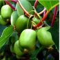 50 Issai Kiwi Seeds Arctic Grape Superfruit Organic High In Vitamin C Fresh Garden