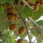30 Organic Golden Kiwi Fruit Seeds Fresh Garden