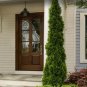 15 Thuja Occidentalis 'Degroot'S Spire' Arborvitae Tree Seeds Fresh Garden