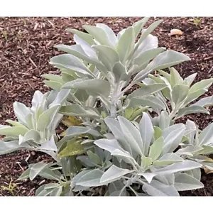 Organic White Sage Seeds Salvia Apiana Herb Seeds Salvia Non Gmo White Fresh Garden