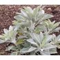 Organic White Sage Seeds Salvia Apiana Herb Seeds Salvia Non Gmo White Fresh Garden
