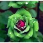 10 Rose Seeds Ruby Green Twin Roses Green Rose Rare Hybrid Roses Fresh Garden