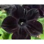100 Black Petunia Seeds Super Black Cat Annual Bonsai Seeds 6 Fresh Garden