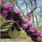 50 Western Redbud California Red Bud Tree Seeds Bonsai Cercis Occidentalis 2 Fresh Garden